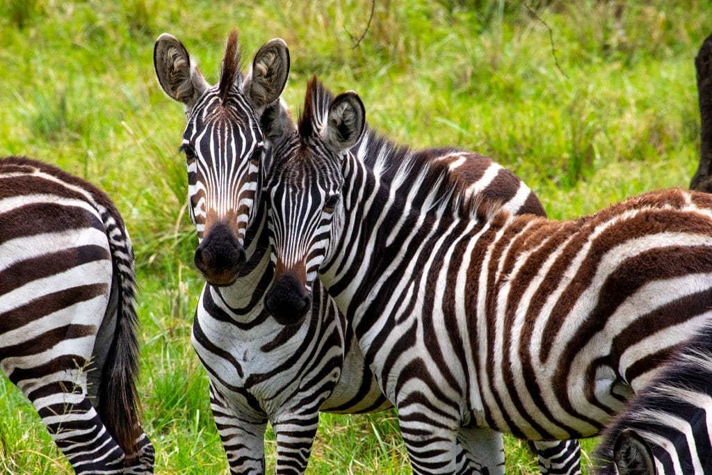 zebras schauen in die kamera