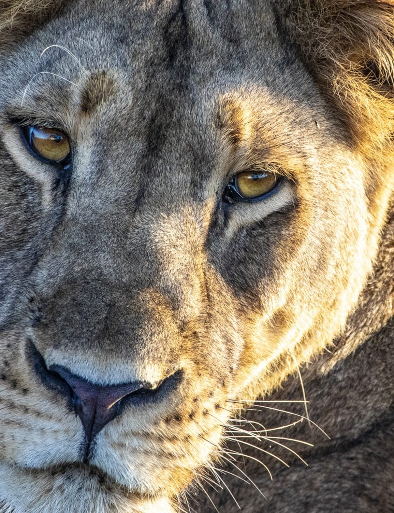 löwin schaut in die kamera