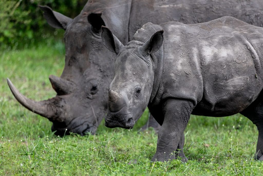 nashorn mutter mit jungem